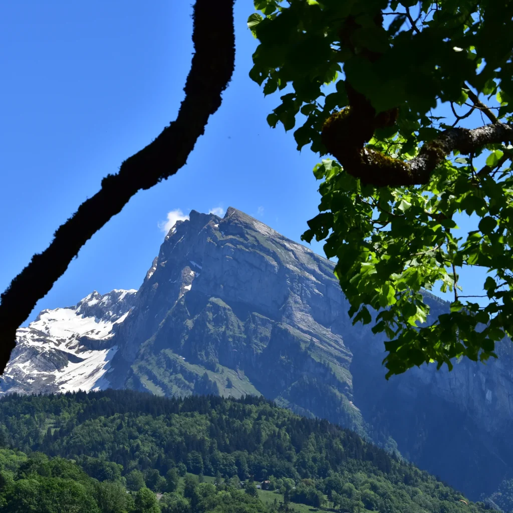 Une vue du Criou à travers un arbre