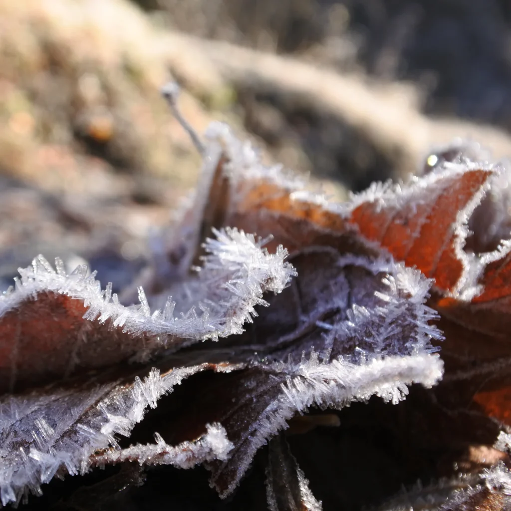 Feuilles d'automne recouverte de cristaux de glace