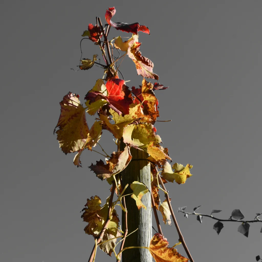 Une vigne avec ses couleurs d'automne dominante sur un fond noir et blanc