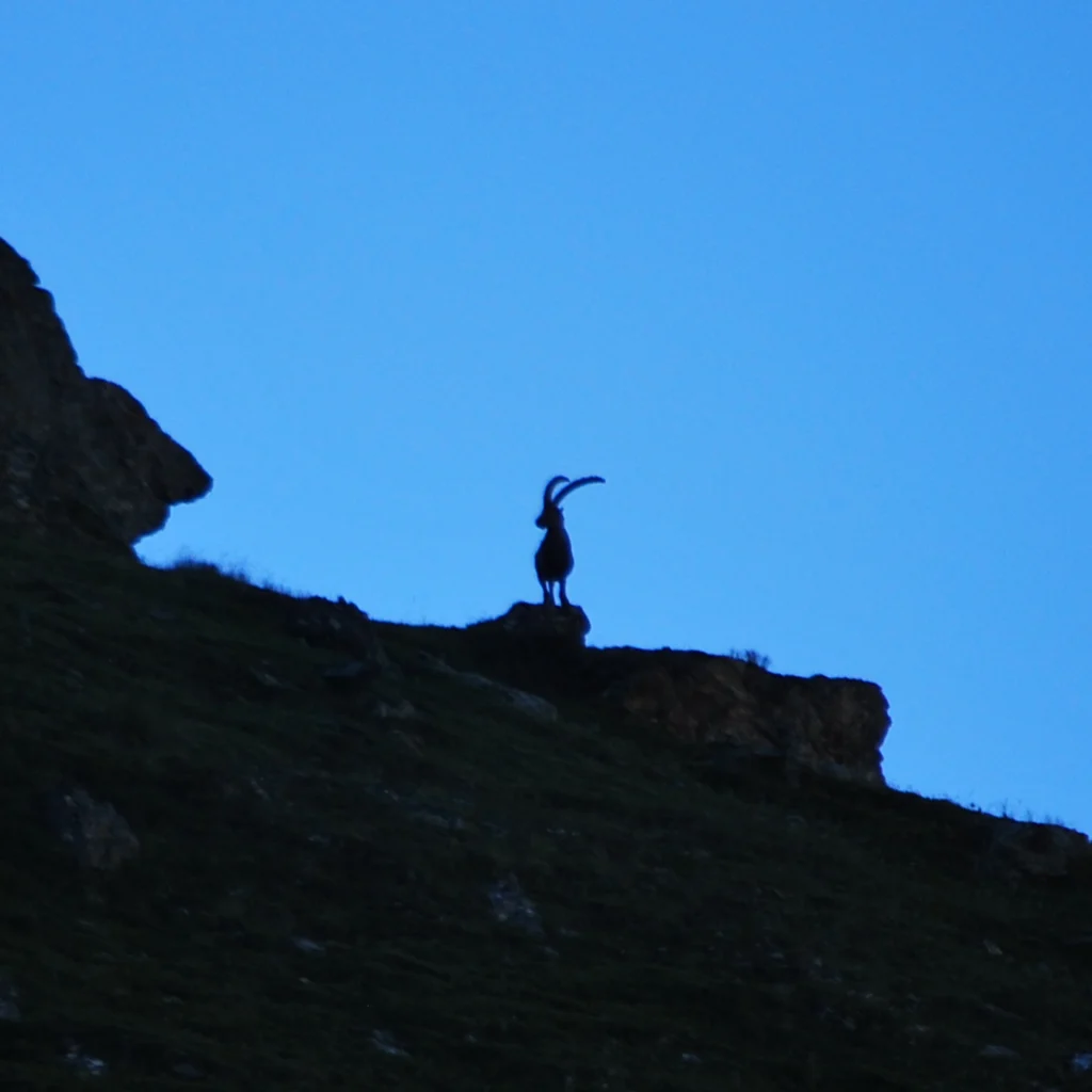 La silhouette du bouquetin au matin dans un ciel bleu