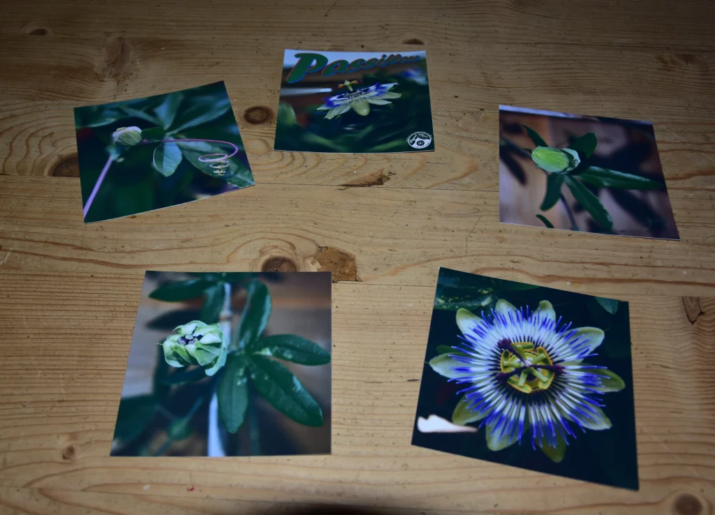 Les 5 fleurs de Passiflore qui m'ont inspirés pour la création sur bois