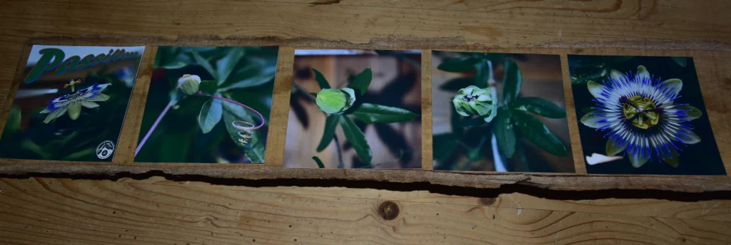 Les 5 photos de Passiflore positionnées sur la planche en bois avant encollage