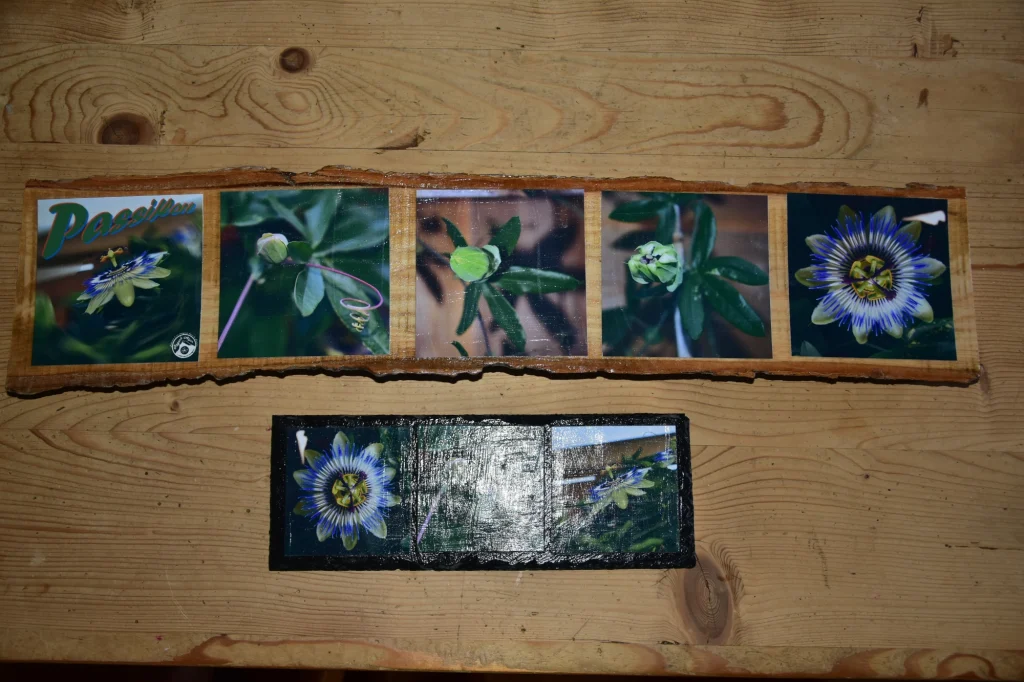 Sur fond bois, les 2 créations issues d'une commande pour la photo d'une fleur de passiflore. La 1ère création sur une planche montre 5 étapes de la floraison du passiflor. La 2nde création sur ardoise montre 3 images: l'image de face, l'image de côté et le bourgeon