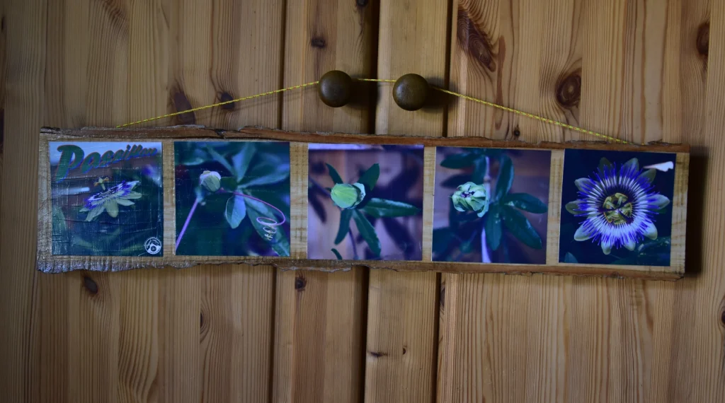 Tableau de 5 fleurs de passiflore sur une planche, suspende sur un fond en bois