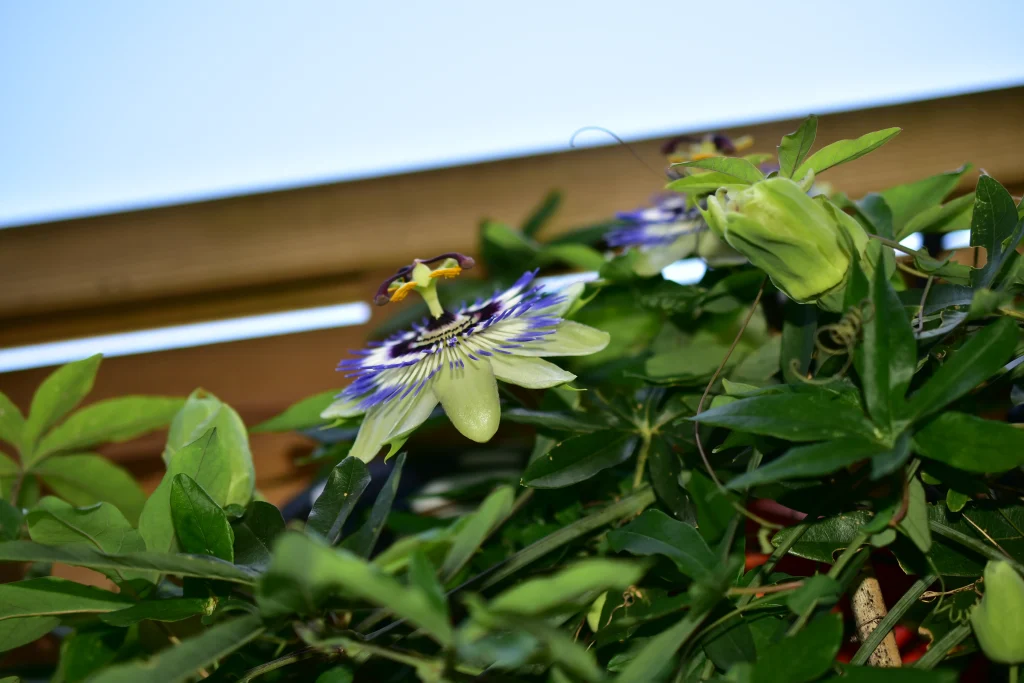 Fleur de Passiflore prise dans la hauteur, montrant ainsi la profondeur de la fleur