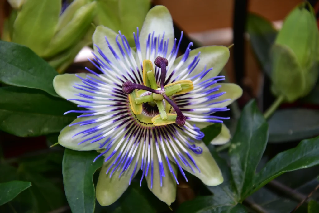 Fleur de Passiflore