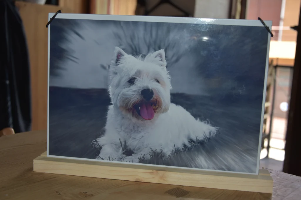 Tableau d'un portrait de Westie