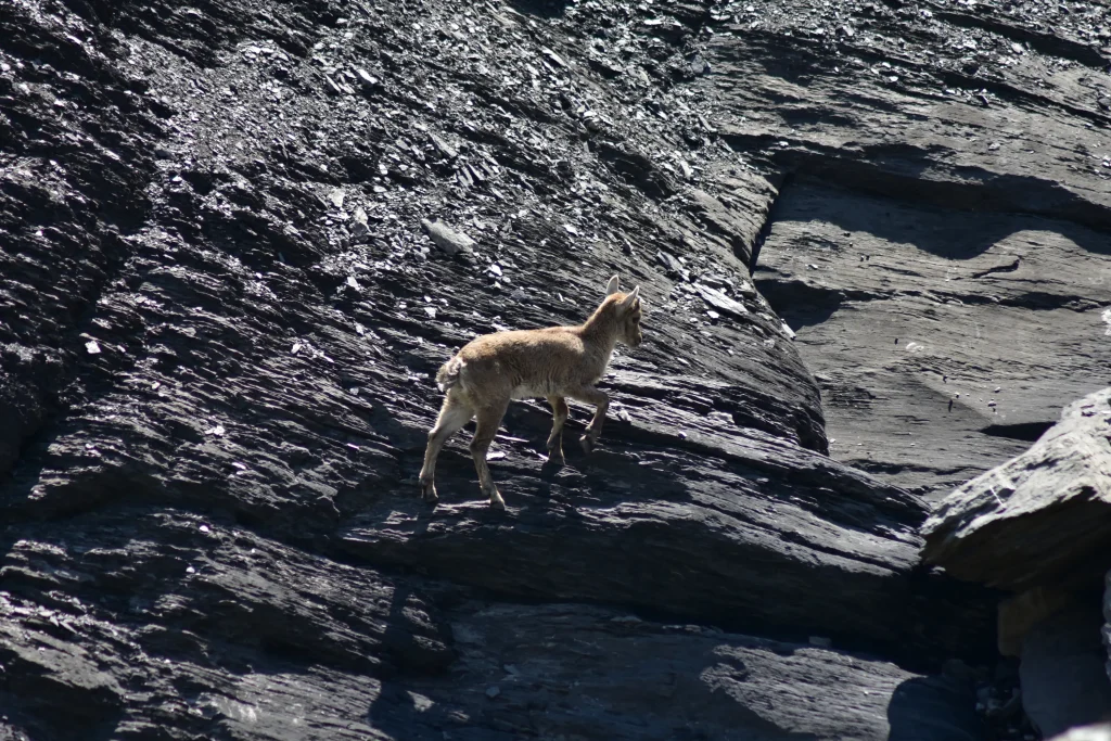 Jeune bouquetin à l'ombre du col des Chambres