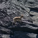 Errance XXL dans la vallée du Giffre : une cueillette d’images et de sérénité