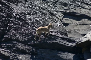 Jeune bouquetin à l'ombre du col des Chambres