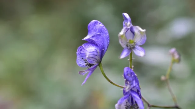 Fleur violette dans sa verticalité en cours de randonnée