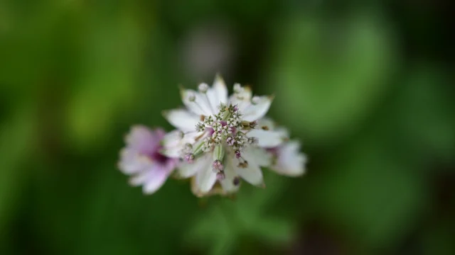 Fleur blanche en cours de randonnée