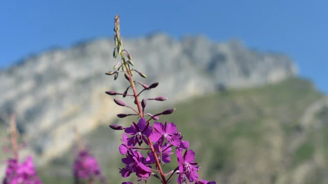 Fleur violet avec en fond la pointe de Tuet depuis les environs du refuge du Folly