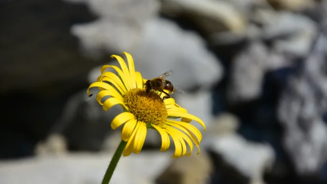 Abeille en flagrant délit de butinage
