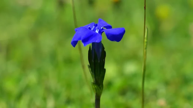 Fleur bleue lors de la randonnée