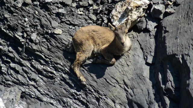 Bouquetin à l'ombre du col des Chambres