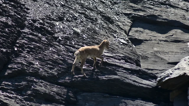 Jeune bouquetin à l'ombre du col des Chambres