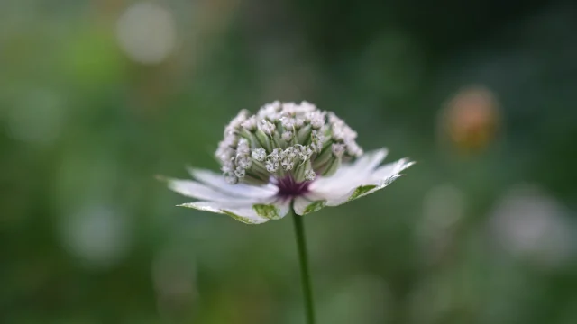 Astrance blanche de côté