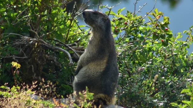 Marmotte aux aguets croisée au collet d'Anterne