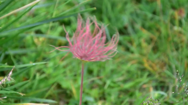 Pulsatille rosée