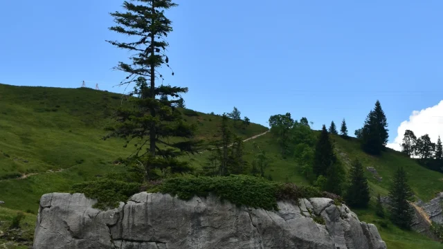 Un sapin avec sa cours de broussaille perché sur un rocher