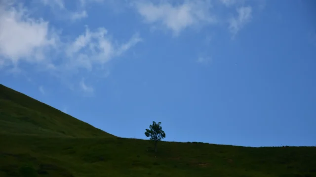 Vers le collet d'Anterne un arbre se découpe sur le ciel bleu